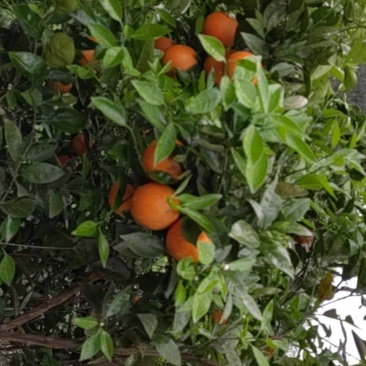 夏橙上市