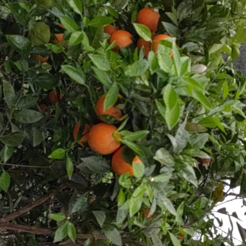夏橙上市