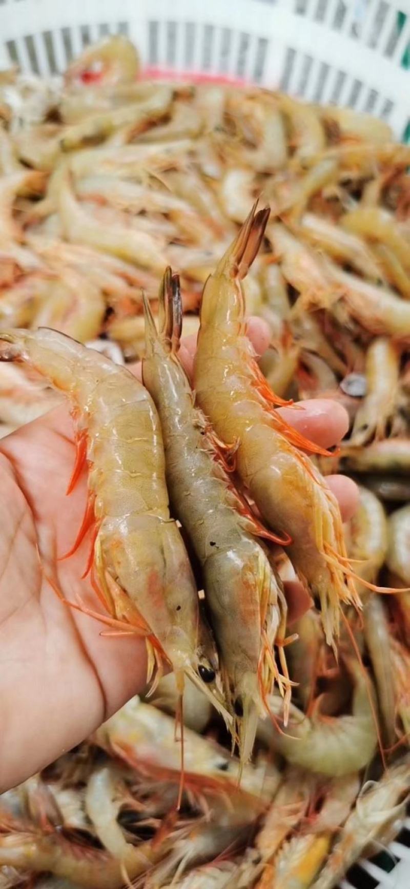 【卢虾仁、麻虾仁】本港海捕虾手工剥壳挑线肠、虾仁原汁原味