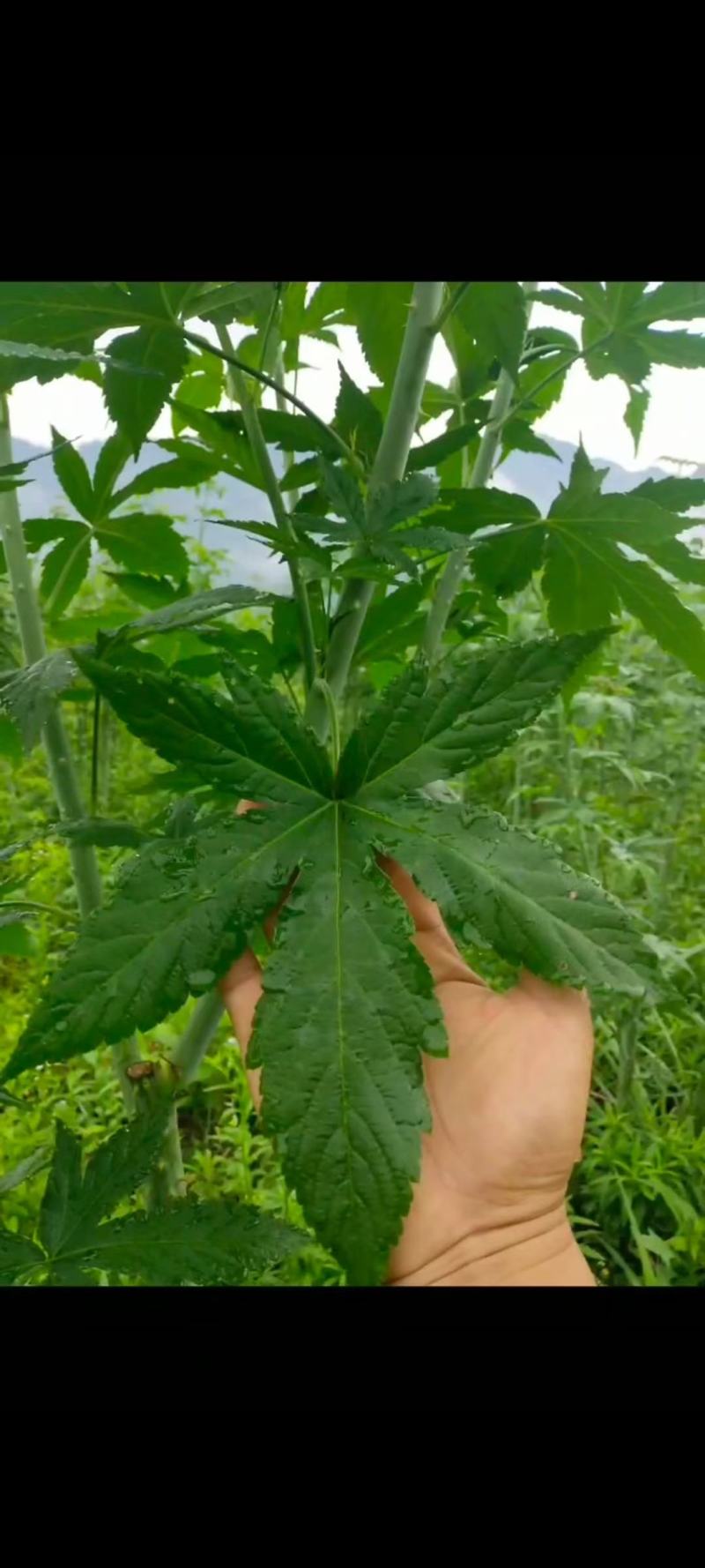 甜叶覆盆子杯苗覆盆子苗七叶甜叶覆盆苗甜茶杯苗