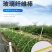 玻璃纤维实芯棒水稻育秧蔬菜西瓜保温棚拱杆支撑杆爬杆可订制