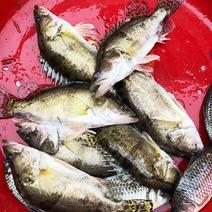 微山湖原生态自然生长的鳜鱼，桂鱼，冰鲜发货，