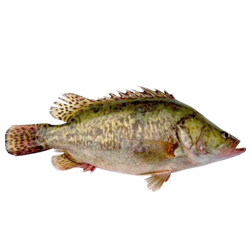 微山湖原生态自然生长的鳜鱼，桂鱼，冰鲜发货，