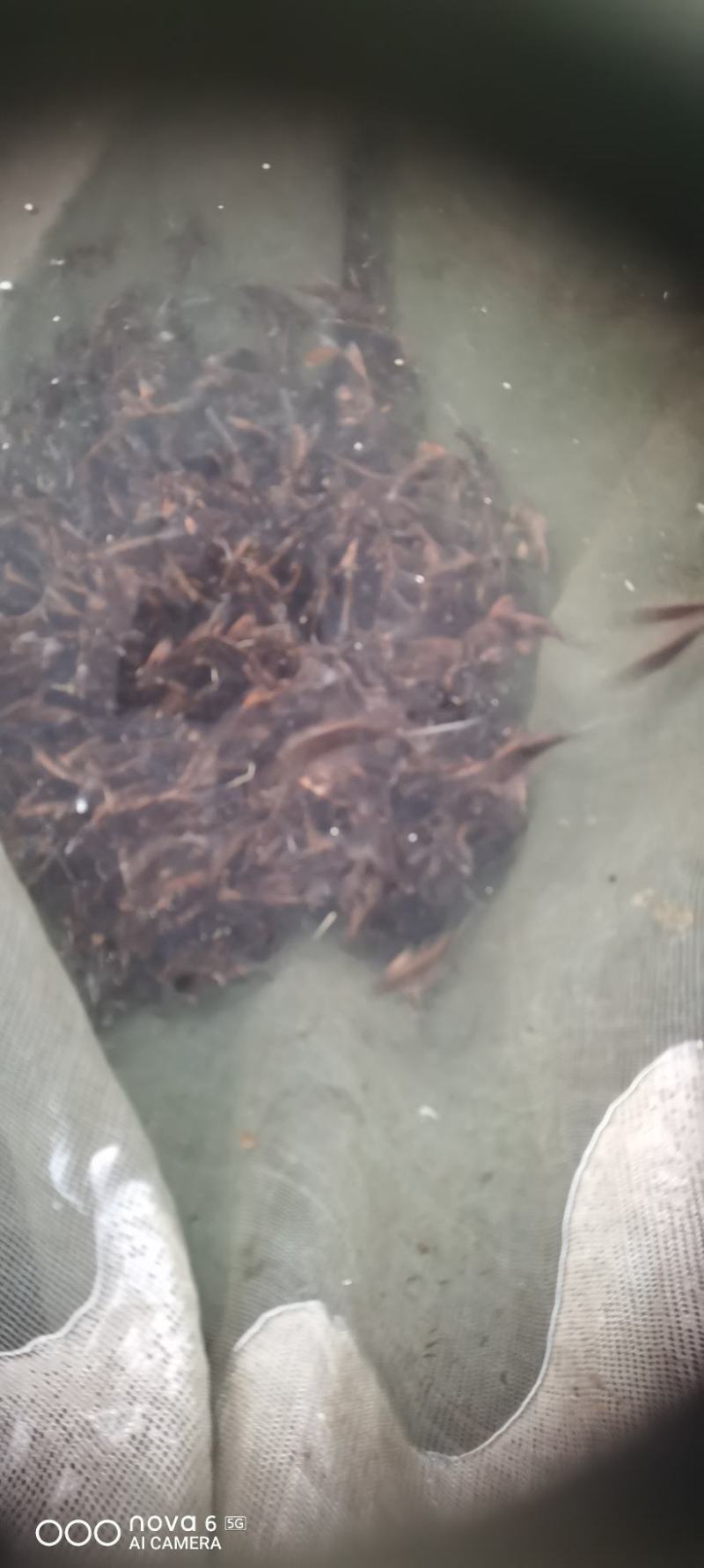 胭脂鱼苗，成活率高，无任何病害可以送货上门！！！