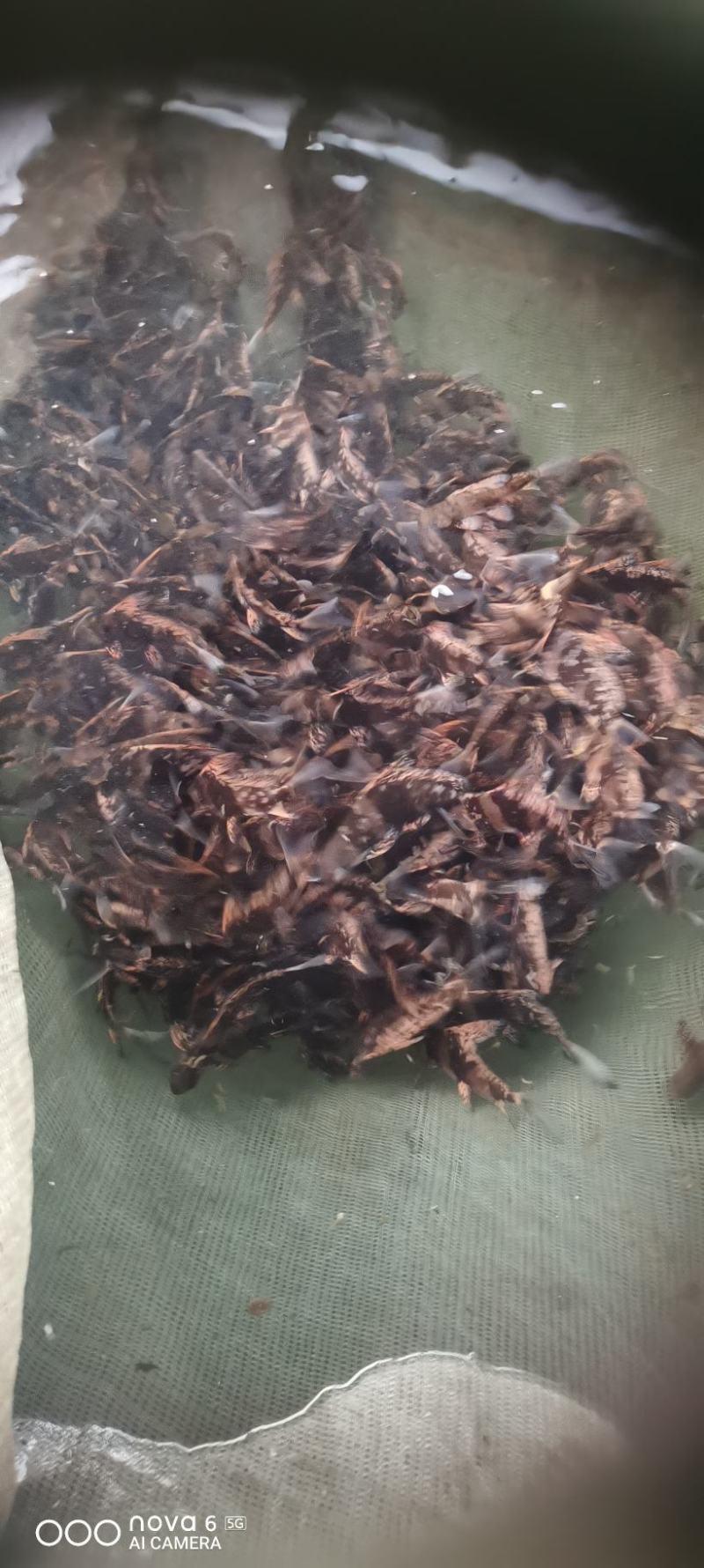胭脂鱼苗，成活率高，无任何病害可以送货上门！！！