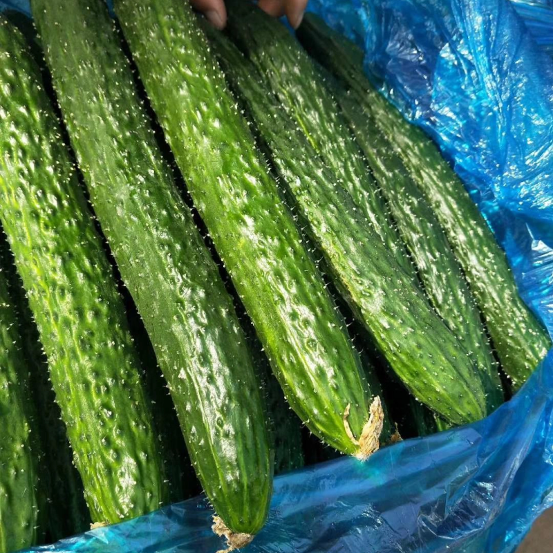 【精品】密刺黄瓜干花带刺有需要联系我新鲜黄瓜欢迎咨询