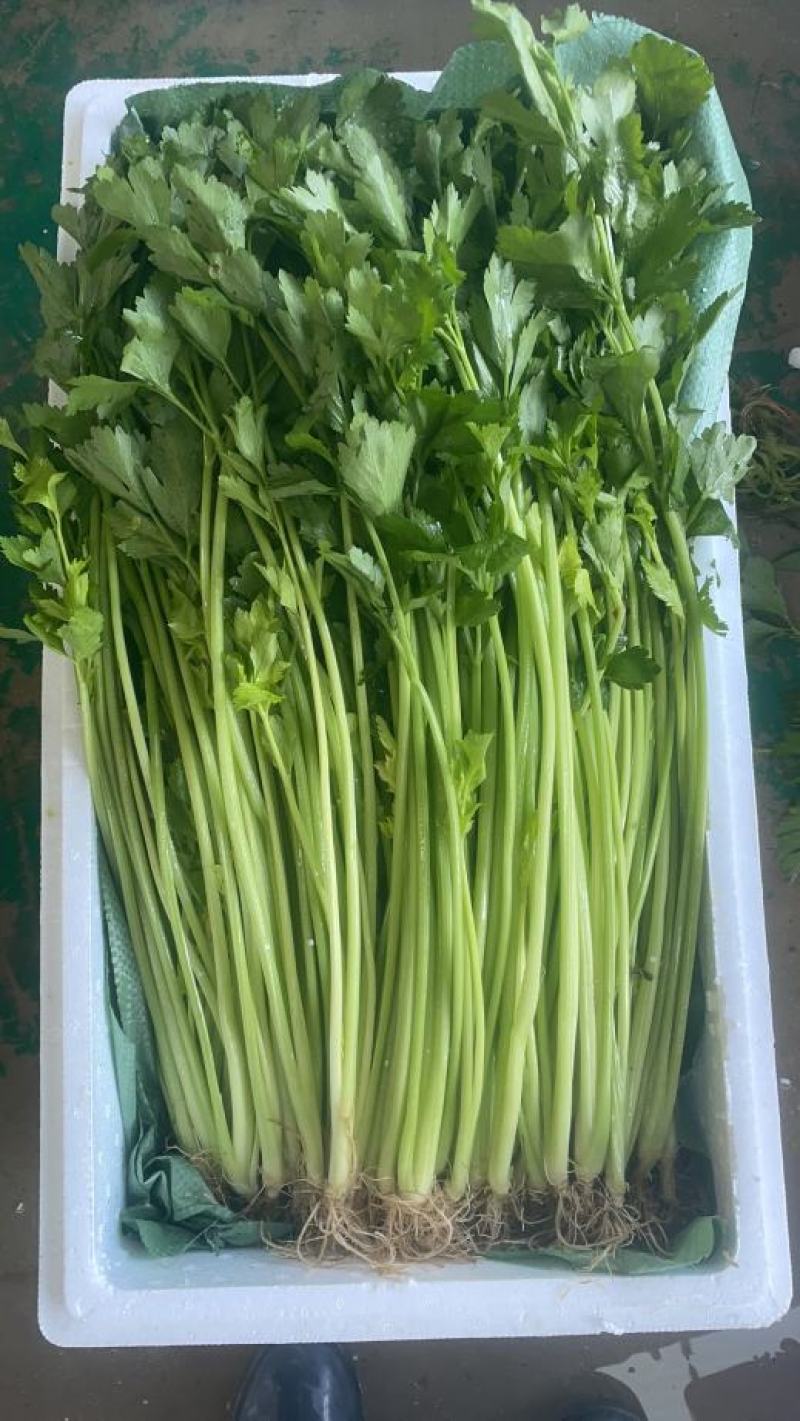 莴笋，蒜苗，大蒜，洋葱，白菜，香芹