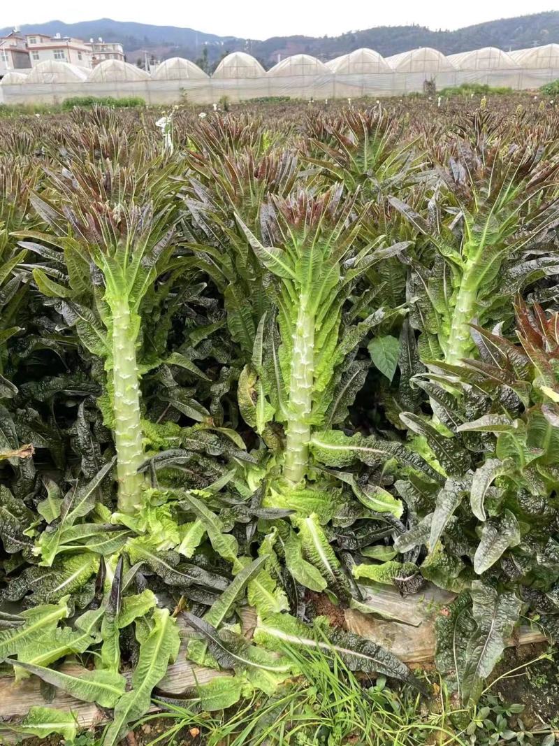 莴笋，蒜苗，大蒜，洋葱，白菜，香芹