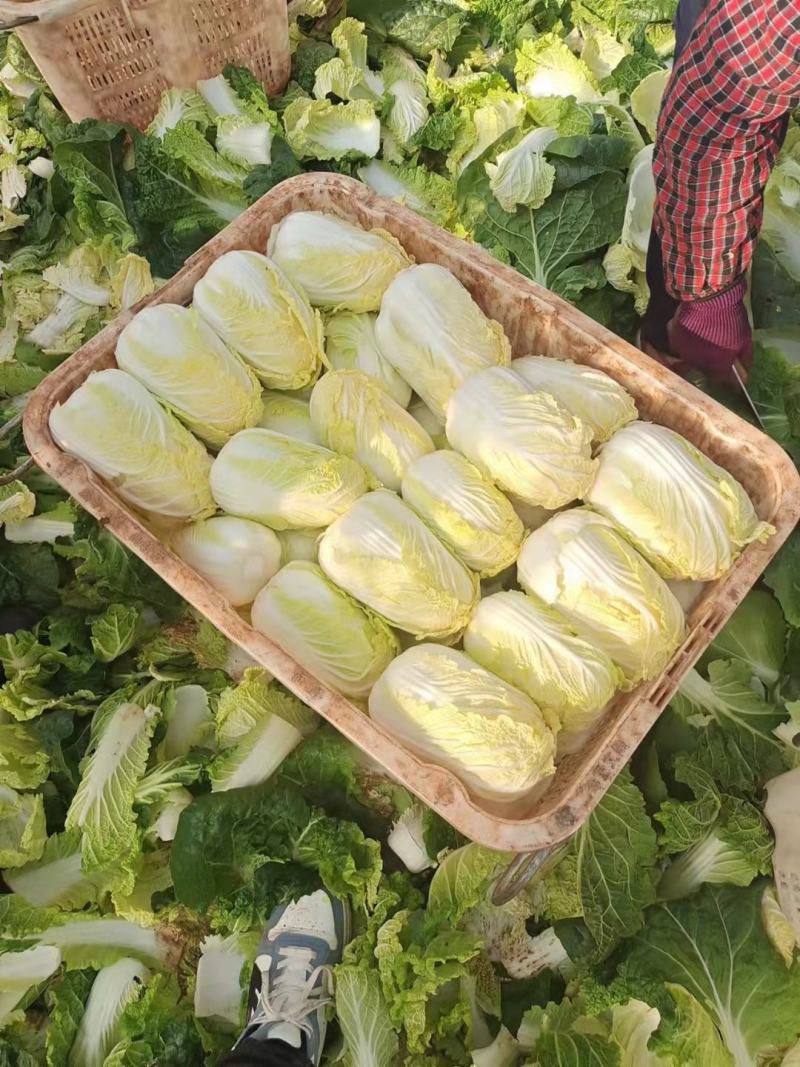 莴笋，蒜苗，大蒜，洋葱，白菜，香芹