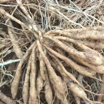 百部苗全国包邮百部种苗高产高含量药典标准，基地现挖