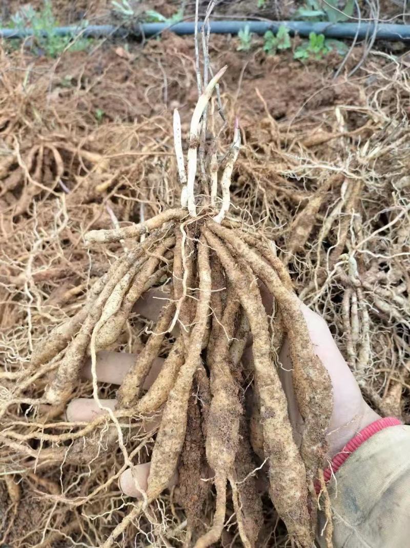 百部苗全国包邮百部种苗高产高含量药典标准，基地现挖