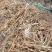 百部苗全国包邮百部种苗高产高含量药典标准，基地现挖