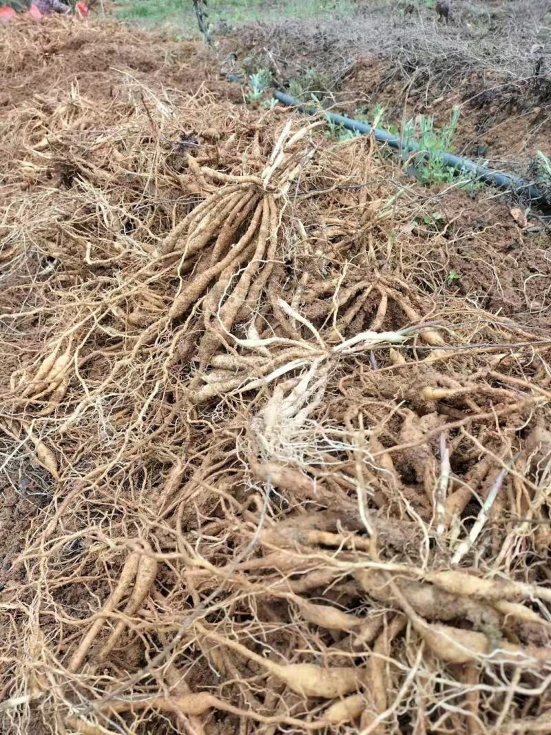 百部苗全国包邮百部种苗高产高含量药典标准，基地现挖