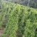 百部苗全国包邮百部种苗高产高含量药典标准，基地现挖
