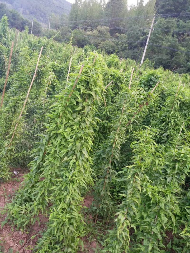 百部苗全国包邮百部种苗高产高含量药典标准，基地现挖