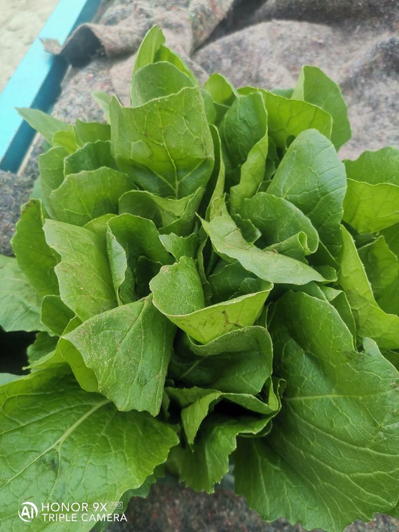 优质小白菜，叶子青，割根，无黄叶，量大，