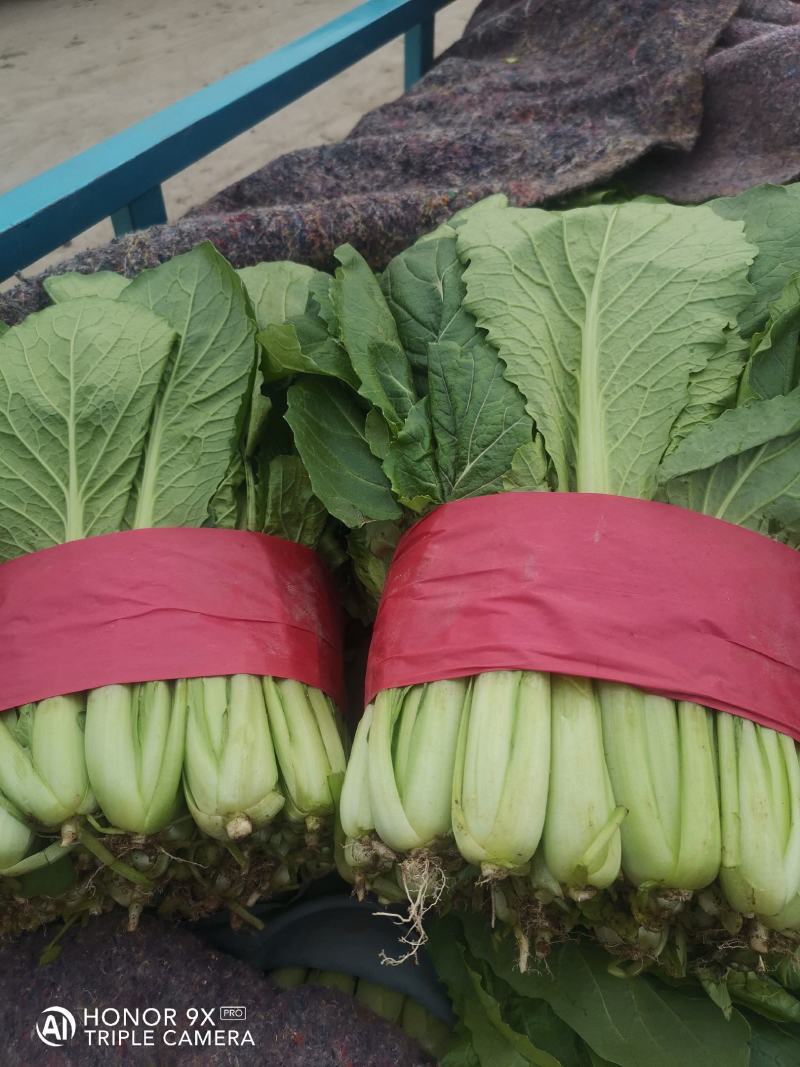 优质小白菜，叶子青，割根，无黄叶，量大，