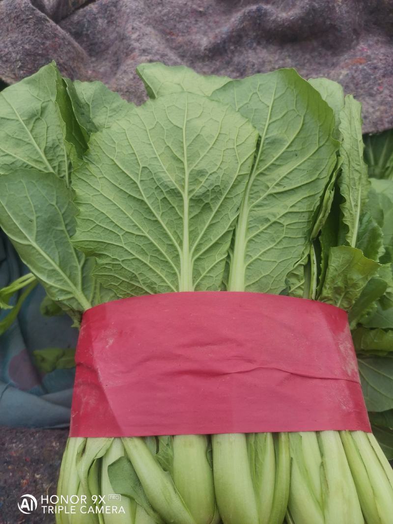 优质小白菜，叶子青，割根，无黄叶，量大，