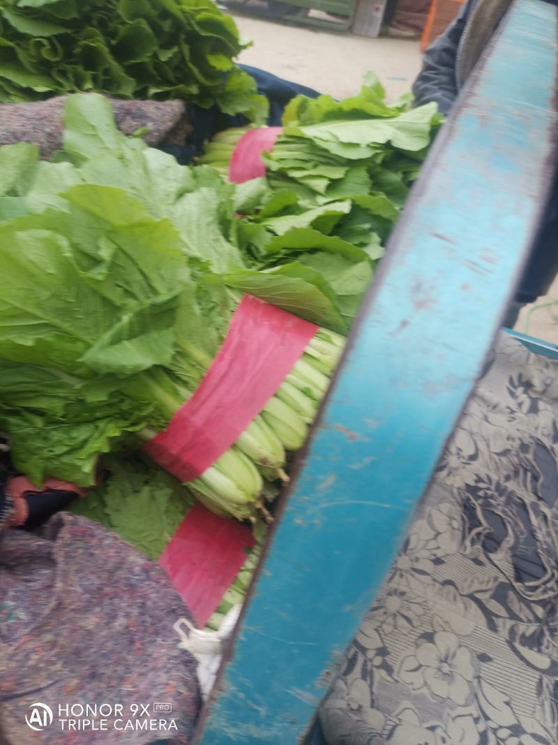 优质小白菜，叶子青，割根，无黄叶，量大，