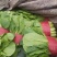 优质小白菜，叶子青，割根，无黄叶，量大，