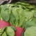 优质小白菜，叶子青，割根，无黄叶，量大，