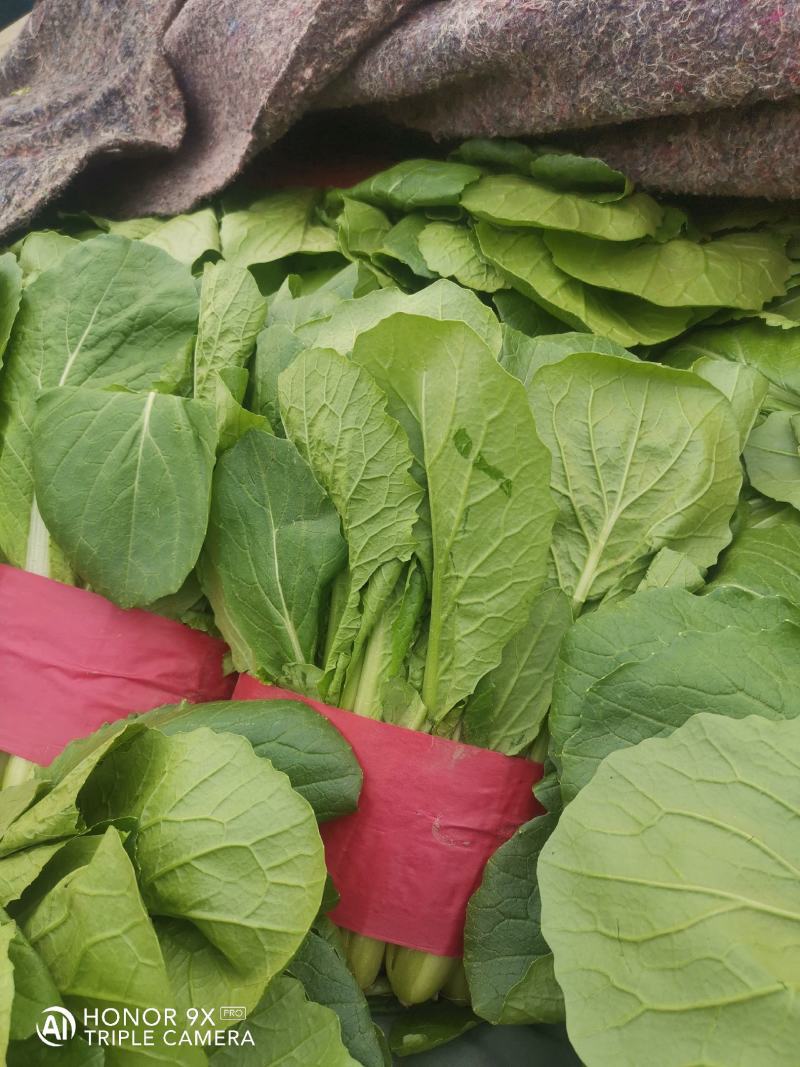 优质小白菜，叶子青，割根，无黄叶，量大，