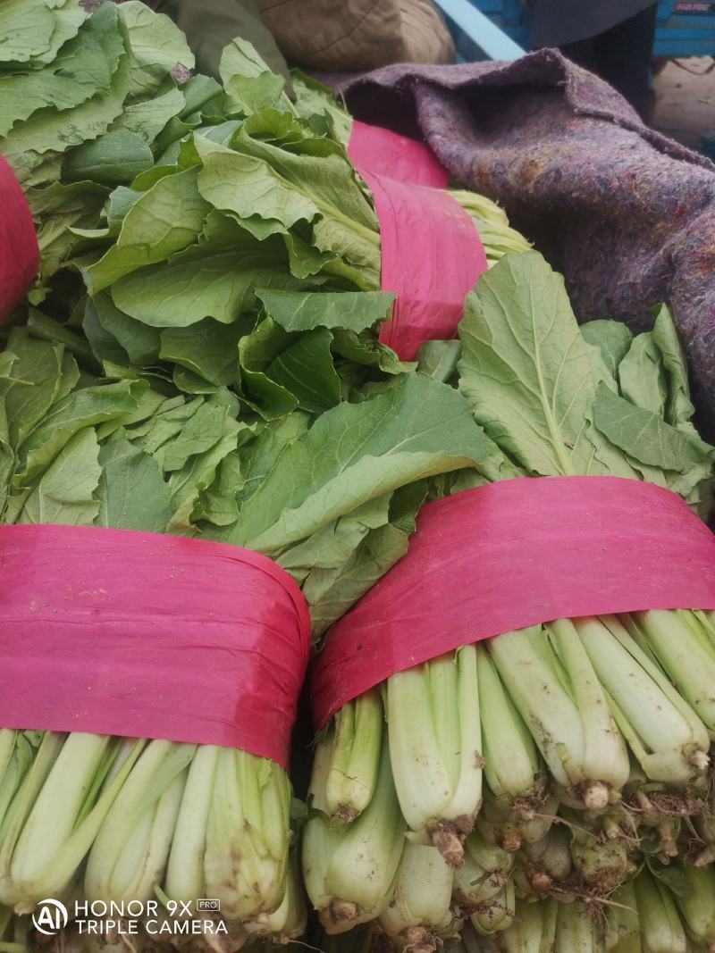 优质小白菜，叶子青，割根，无黄叶，量大，