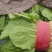 优质小白菜，叶子青，割根，无黄叶，量大，