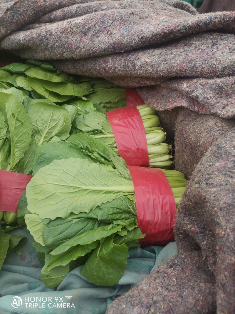 优质小白菜，叶子青，割根，无黄叶，量大，