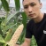 彩甜糯玉米种子