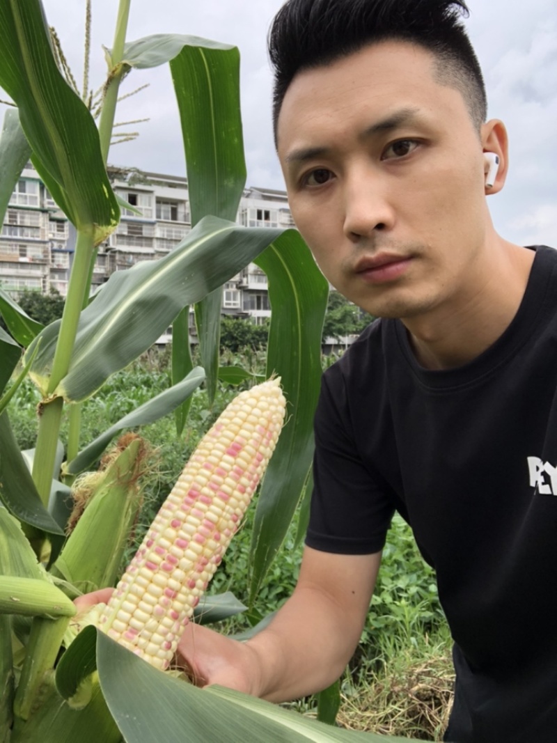 彩甜糯玉米种子