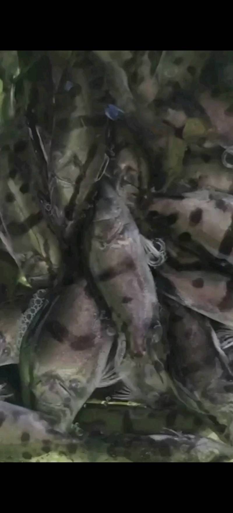 桂鱼苗，鳜鱼苗，改良品种公司繁育，抗病强品质保证翘嘴鳜