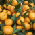马水柑广西马水柑桔品质保证一手货源量大价优