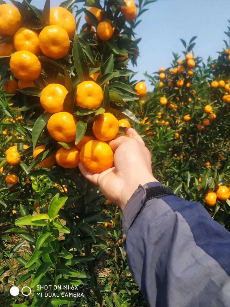 马水柑广西马水柑桔品质保证一手货源量大价优