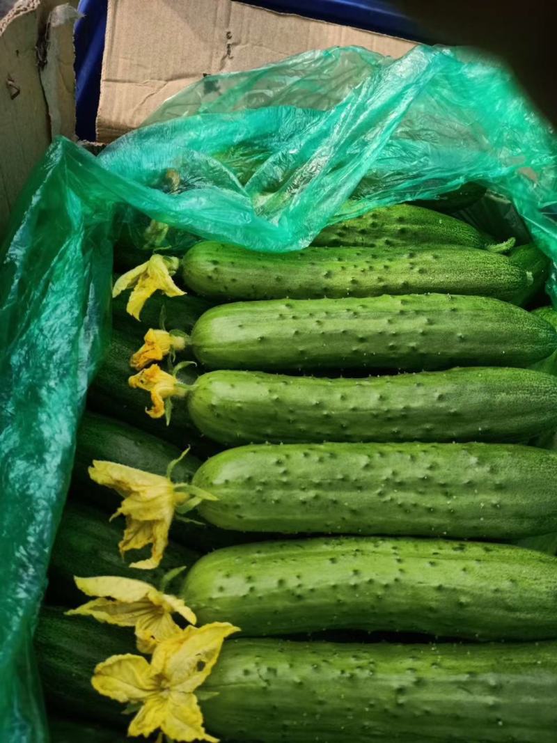 精品旱黄瓜大量上市价格美丽
