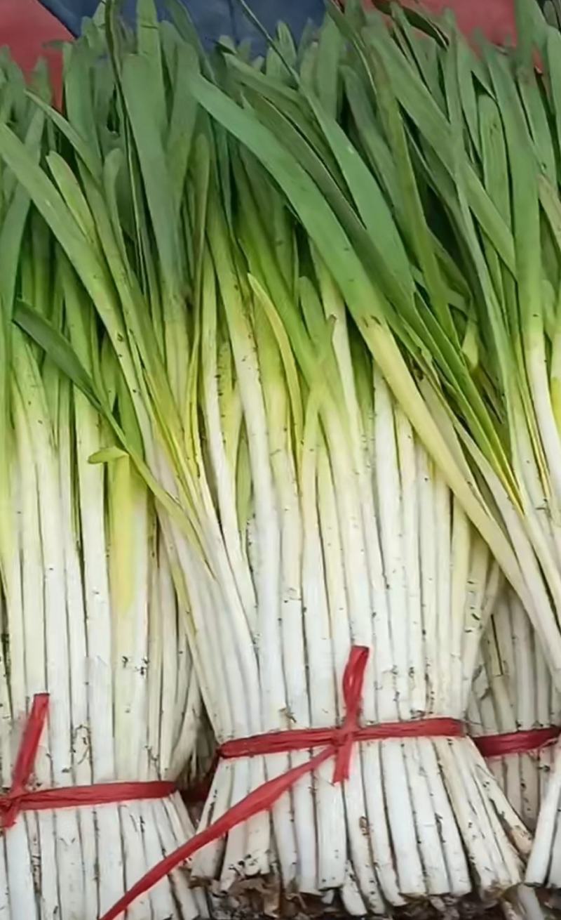 韭菜，新鲜现收，根粗叶子宽绿，味道浓浓的