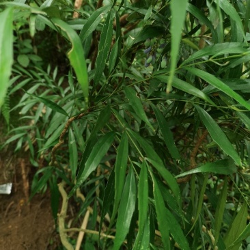 贵州野生下山桩十大功劳