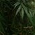 贵州野生下山桩十大功劳