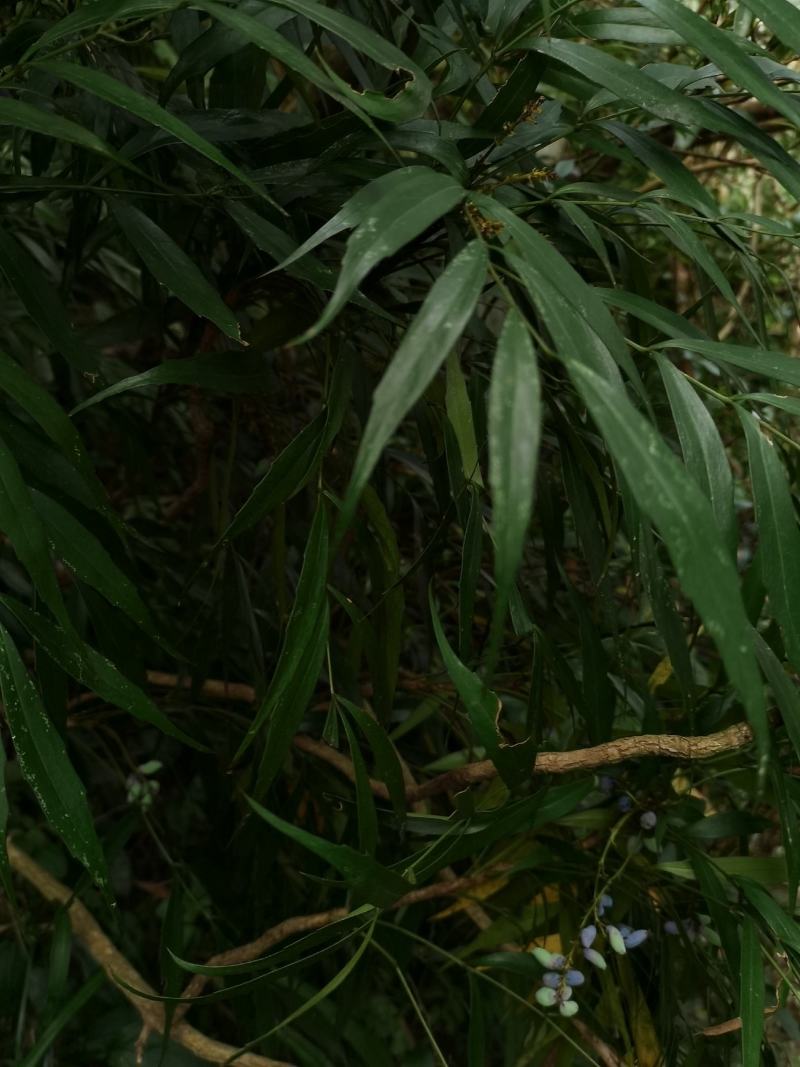 贵州野生下山桩十大功劳