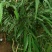 贵州野生下山桩十大功劳