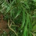 贵州野生下山桩十大功劳