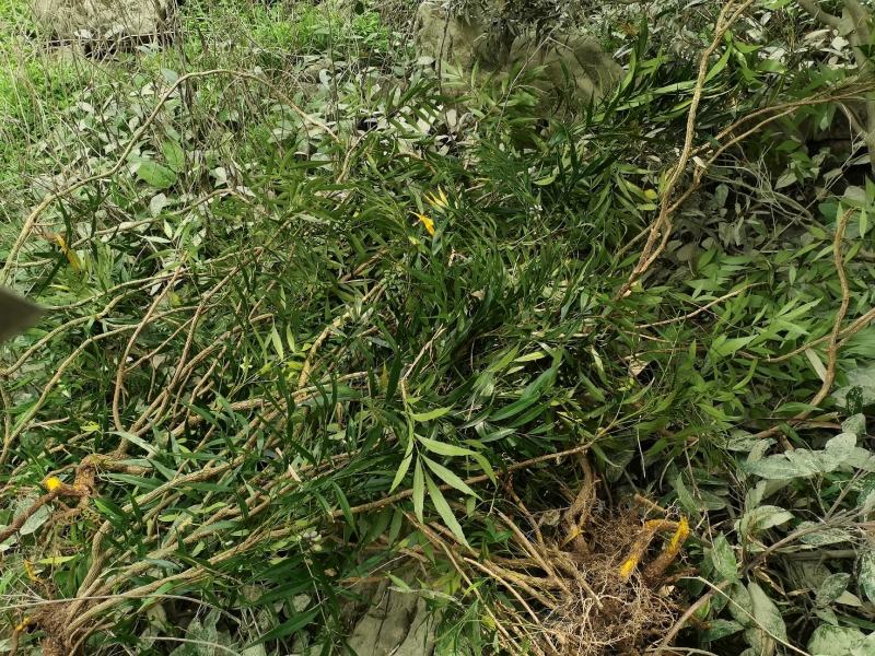 贵州野生下山桩十大功劳