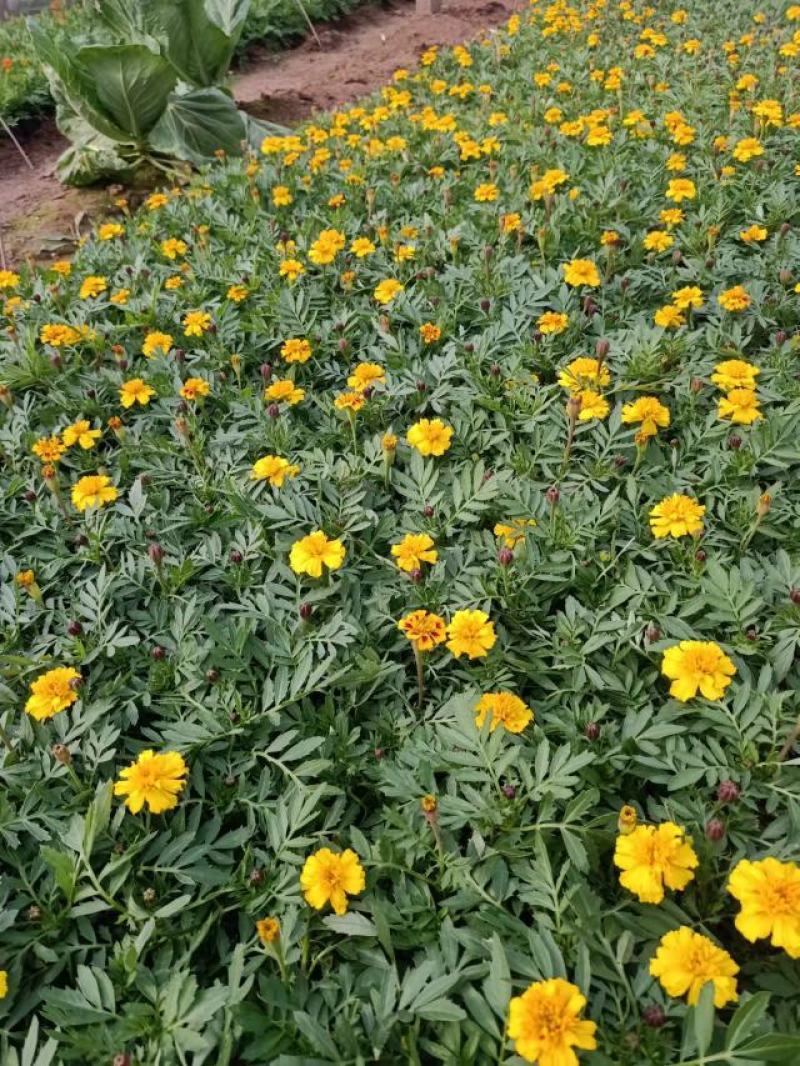 孔雀草黄色橘红色规格齐全菊花小菊花一年生孔雀草