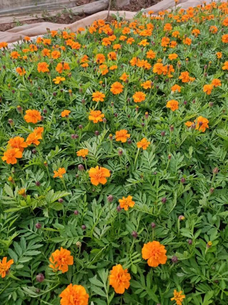 孔雀草黄色橘红色规格齐全菊花小菊花一年生孔雀草
