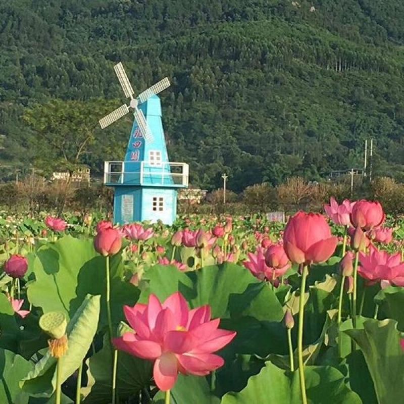 荷花种子红荷花莲子种子高产莲藕种苗食用池塘观赏河道绿