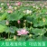 荷花种子红荷花莲子种子高产莲藕种苗食用池塘观赏河道绿