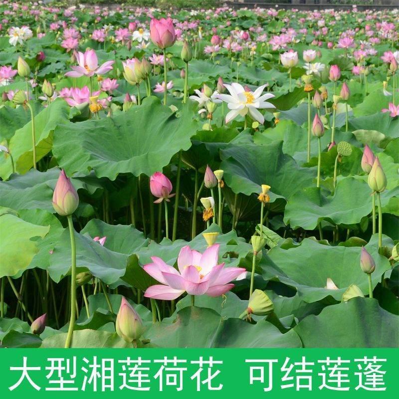 荷花种子红荷花莲子种子高产莲藕种苗食用池塘观赏河道绿