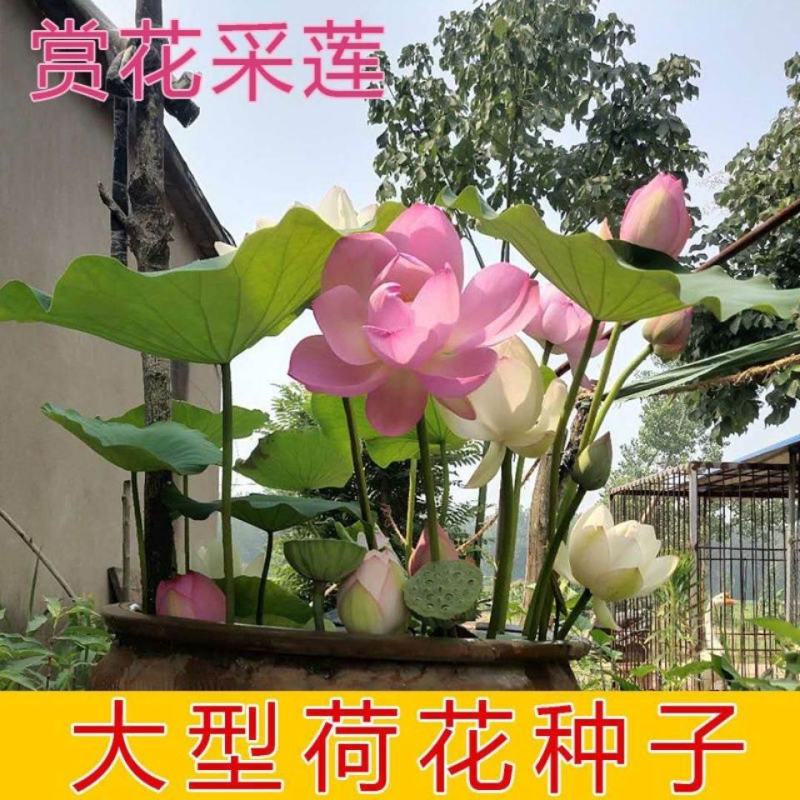 荷花种子红荷花莲子种子高产莲藕种苗食用池塘观赏河道绿