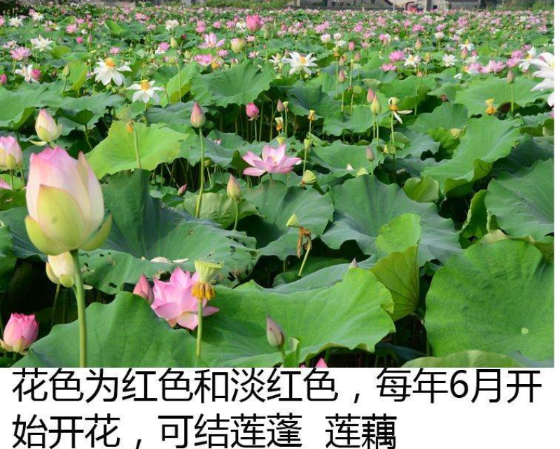 荷花种子红荷花莲子种子高产莲藕种苗食用池塘观赏河道绿