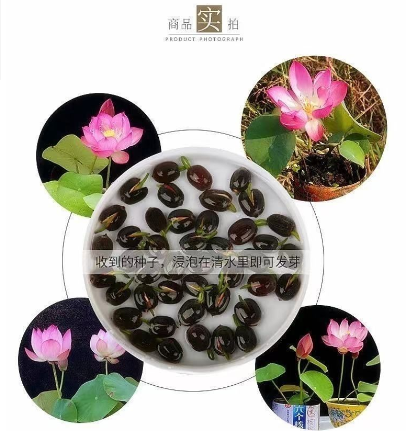 荷花种子红荷花莲子种子高产莲藕种苗食用池塘观赏河道绿